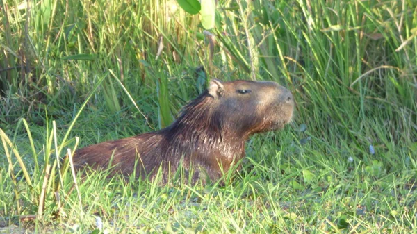Capibara Bolivya, Güney Amerika.