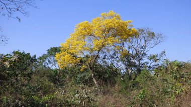 Ağaç Bolivya, Güney Amerika.
