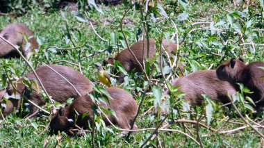 Capibara Bolivya, Güney Amerika.