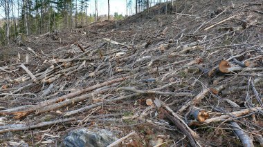 Bush imha Quebec. Kanada, Kuzey Amerika.