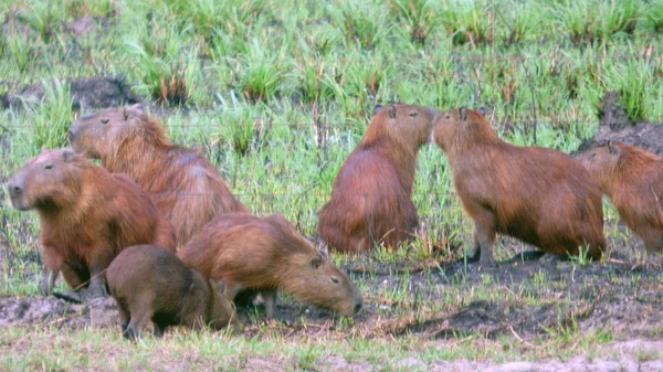 Capibara Bolivya, Güney Amerika.