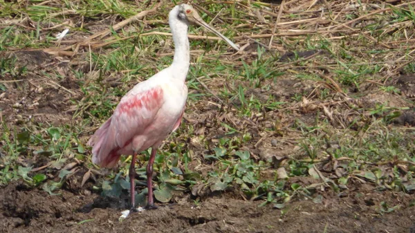 Bolivya 'da spatula, Güney Amerika.