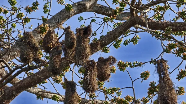 Cacique Bolivya, Güney Amerika.