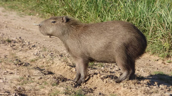 Capibara en Bolivia, América del Sur . —  Fotos de Stock