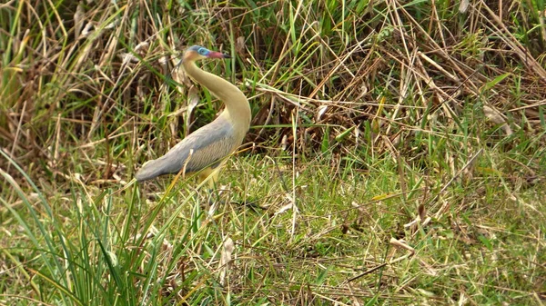 Güneş Bolivya, Güney Amerika.