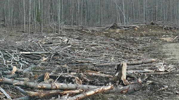 Bush zniszczenia w Quebec. Kanada, Ameryka Północna. — Zdjęcie stockowe