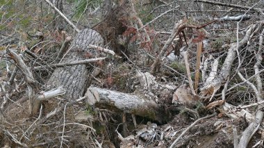 Bush imha Quebec. Kanada, Kuzey Amerika.