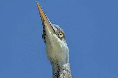 Heron Quebec. Kanada, Kuzey Amerika.