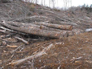Bush imha Quebec. Kanada, Kuzey Amerika.