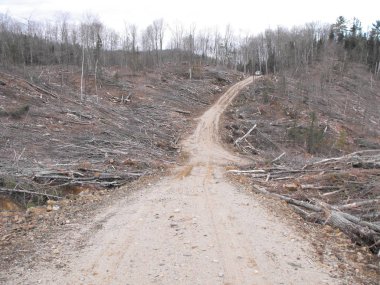 Bush imha Quebec. Kanada, Kuzey Amerika.