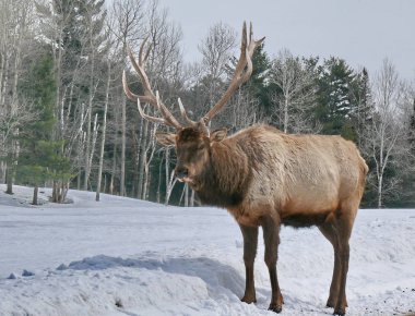 Geyik Quebec. Kanada, Kuzey Amerika.
