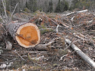 Bush imha Quebec. Kanada, Kuzey Amerika.