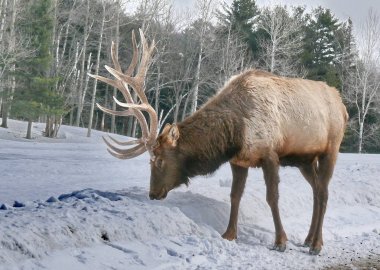 Geyik Quebec. Kanada, Kuzey Amerika.