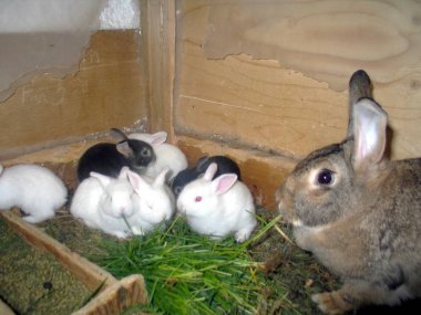 Tavşan Quebec. Kanada, Kuzey Amerika.