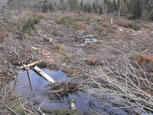 Destruction de Bush au Québec. Canada, Amérique du Nord . — Photo