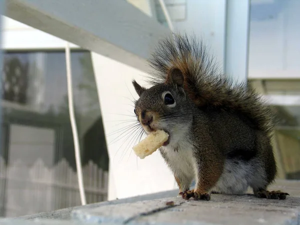 Eichhörnchen in Quebec. Kanada, nordamerika. — Stockfoto