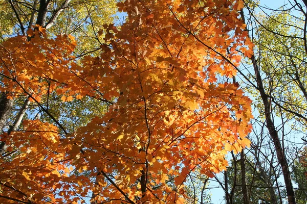 Otoño en Quebec. Canadá, América del Norte . — Foto de Stock