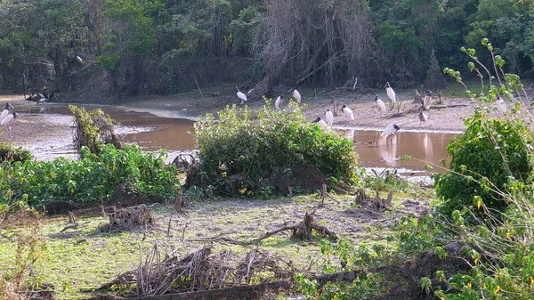 Jabiru en Bolivia, América del Sur . — Foto de Stock