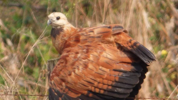 Bolivya, Güney Amerika yaban hayatı.