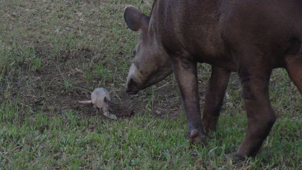 Tapirus em Bolívia, América do Sul . — Fotografia de Stock