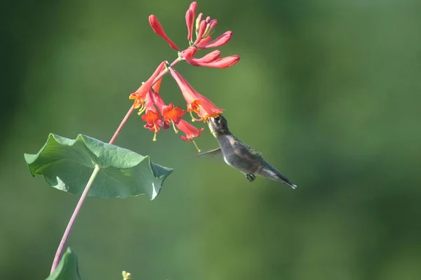 Hummingbird in Quebec. Canada, north America. — Stock Photo, Image