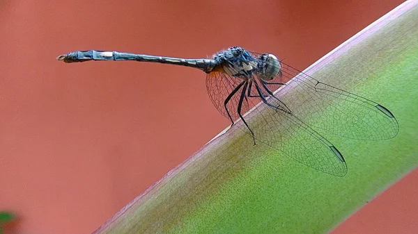 Insectos en Bolivia, América del Sur . —  Fotos de Stock