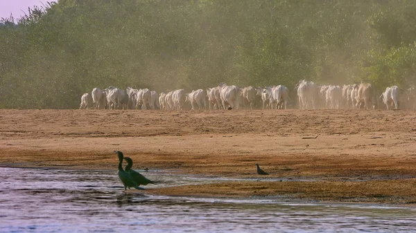 Río en Fleuve. Bolivia, América del Sur . — Foto de Stock