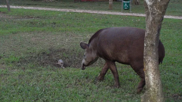 Tapirus en Bolivia, América del Sur . —  Fotos de Stock