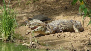 Reptil Bolivya, Güney Amerika.