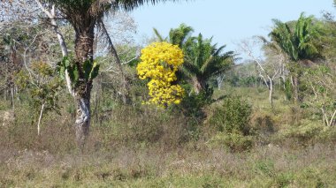 Ağaç Bolivya, Güney Amerika.
