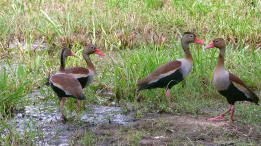 Bolivya'da, Güney Amerika ördek.