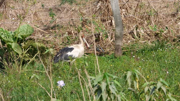 Leylek Bolivya, Güney Amerika.