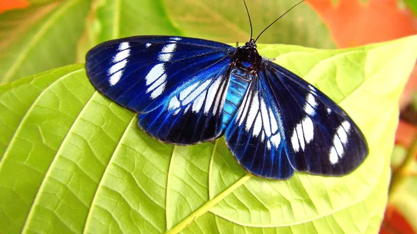 Insect in Bolivia, Zuid-Amerika. — Stockfoto