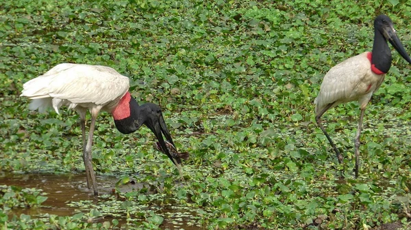 Jabiru in Bolivia, south America. — Stock Photo, Image