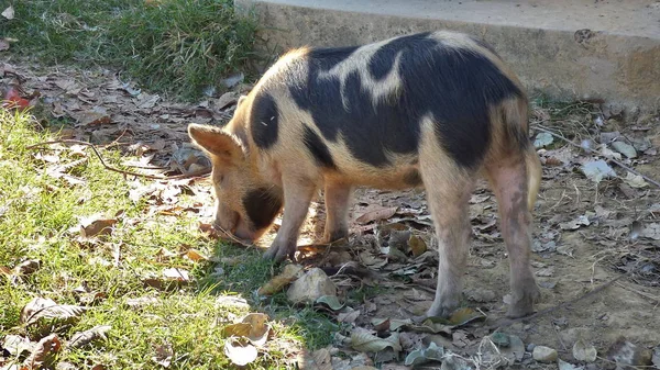 Porco na Estância. Bolívia, América do Sul . — Fotografia de Stock