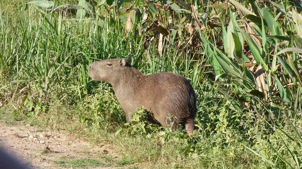 Capibara Bolivya, Güney Amerika.