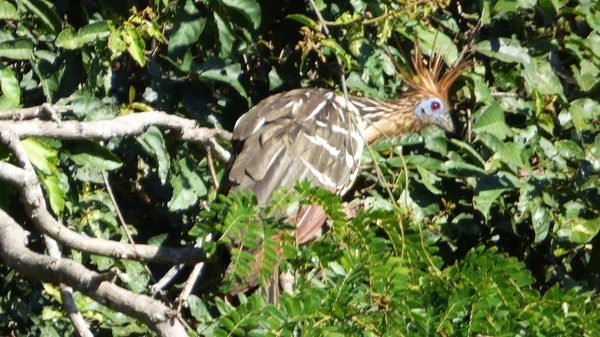 Hoazin Bolivya, Güney Amerika.