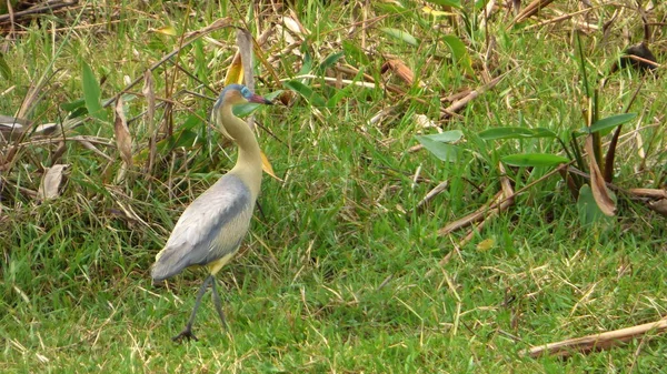Güneş Bolivya, Güney Amerika.