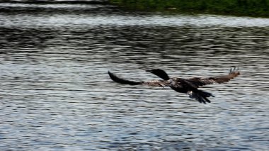 Bolivya, Güney Amerika yaban hayatı.