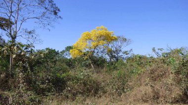 Ağaç Bolivya, Güney Amerika.