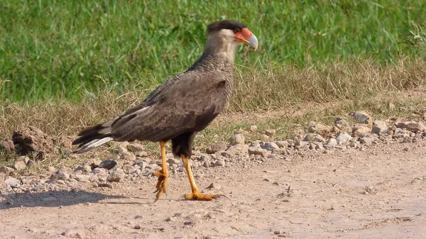 Caracara Bolivya, Güney Amerika.