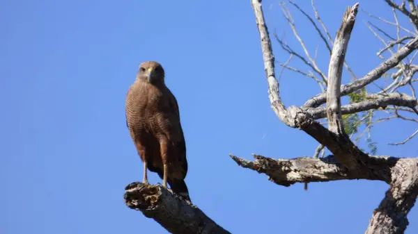 Wilde dieren in Bolivia, Zuid-Amerika. — Stockfoto