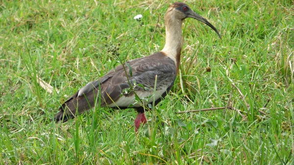 Ibis Bolivya, Güney Amerika.