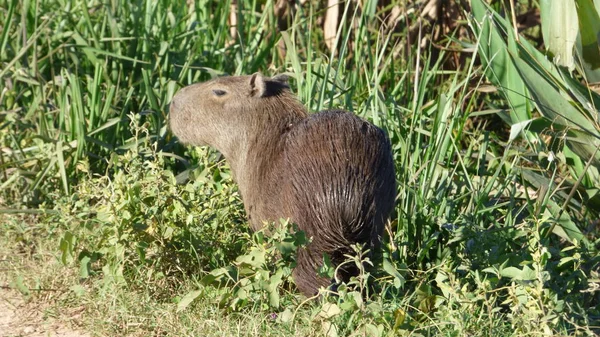 Capibara Bolivya, Güney Amerika.