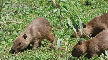 Capibara Bolivya, Güney Amerika.