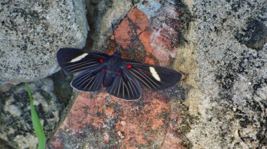 Böcek Bolivya, Güney Amerika.