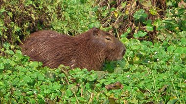 Capibara Bolivya, Güney Amerika.