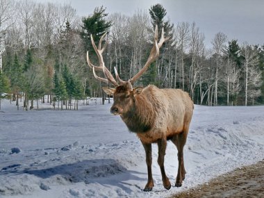 Geyik Quebec. Kanada, Kuzey Amerika.
