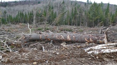 Bush imha Quebec. Kanada, Kuzey Amerika.