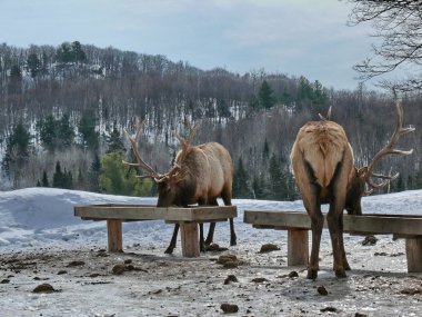 Geyik Quebec. Kanada, Kuzey Amerika.
